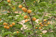 Canthium parviflorum